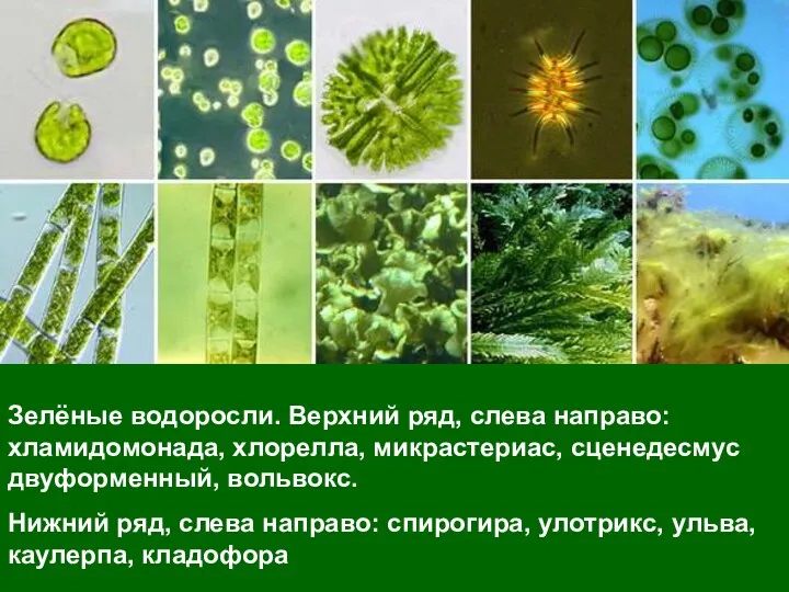 Зелёные водоросли. Верхний ряд, слева направо: хламидомонада, хлорелла, микрастериас, сценедесмус