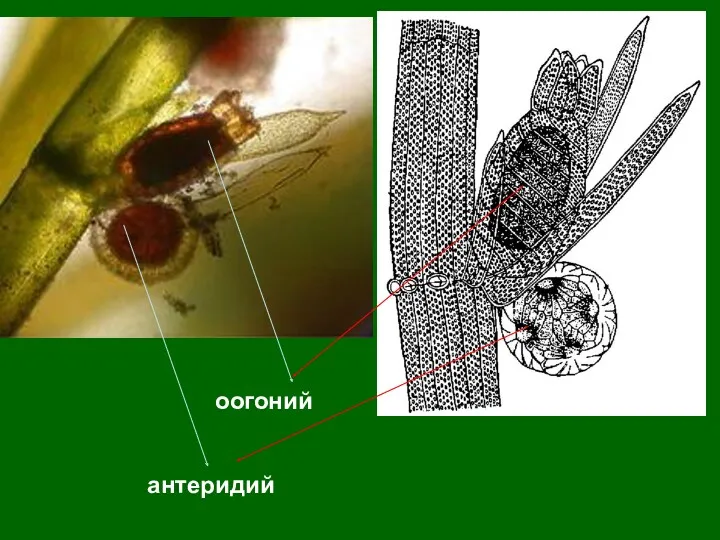 оогоний антеридий