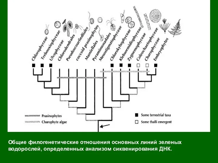 Общие филогенетические отношения основных линий зеленых водорослей, определенных анализом сиквенирования ДНК.