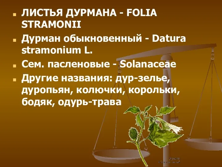 ЛИСТЬЯ ДУРМАНА - FOLIA STRAMONII Дурман обыкновенный - Datura stramonium L. Сем. пасленовые