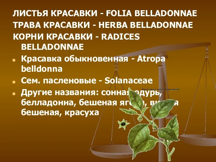 ЛИСТЬЯ КРАСАВКИ - FOLIA BELLADONNAE ТРАВА КРАСАВКИ - HERBA BELLADONNAE