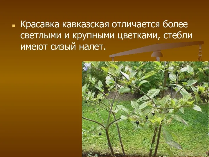 Красавка кавказская отличается более светлыми и крупными цветками, стебли имеют сизый налет.