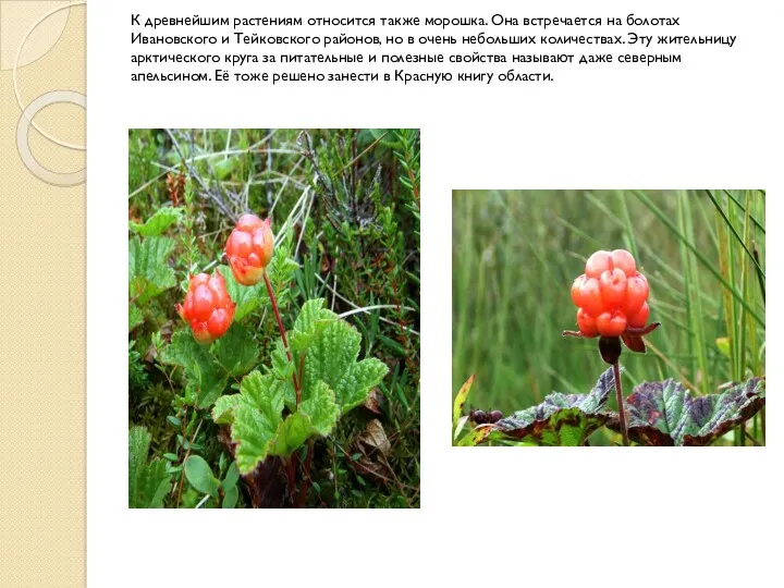 К древнейшим растениям относится также морошка. Она встречается на болотах Ивановского и Тейковского