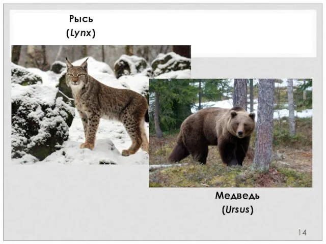 Рысь (Lynx) Медведь (Ursus)