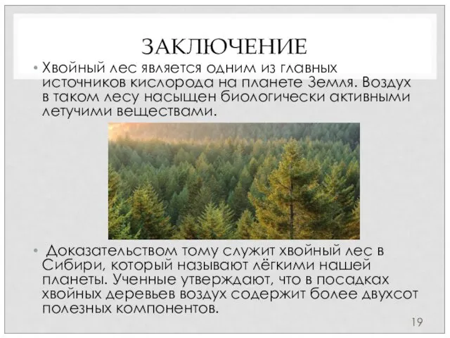 ЗАКЛЮЧЕНИЕ Хвойный лес является одним из главных источников кислорода на