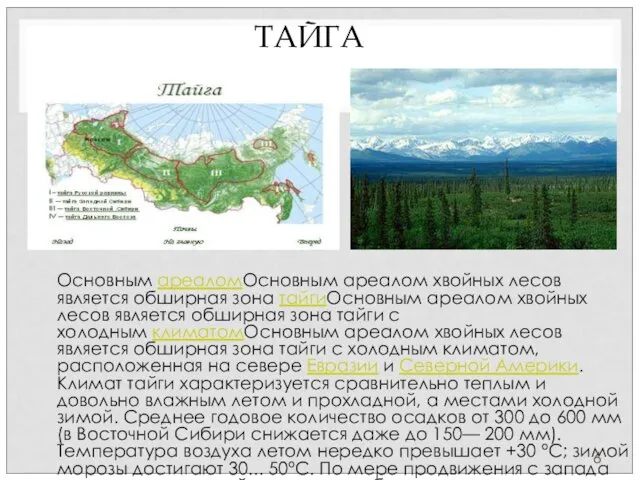 ТАЙГА Основным ареаломОсновным ареалом хвойных лесов является обширная зона тайгиОсновным ареалом хвойных лесов