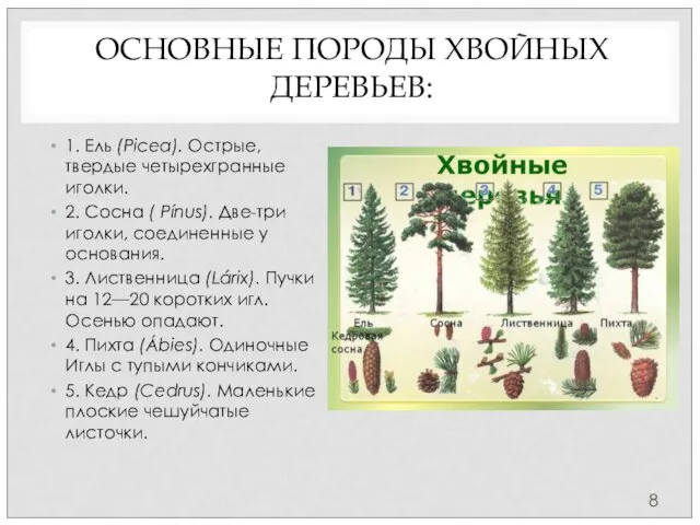 ОСНОВНЫЕ ПОРОДЫ ХВОЙНЫХ ДЕРЕВЬЕВ: 1. Ель (Picea). Острые, твердые четырехгранные иголки. 2. Сосна