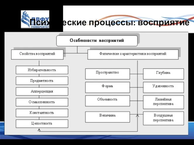 Психические процессы: восприятие