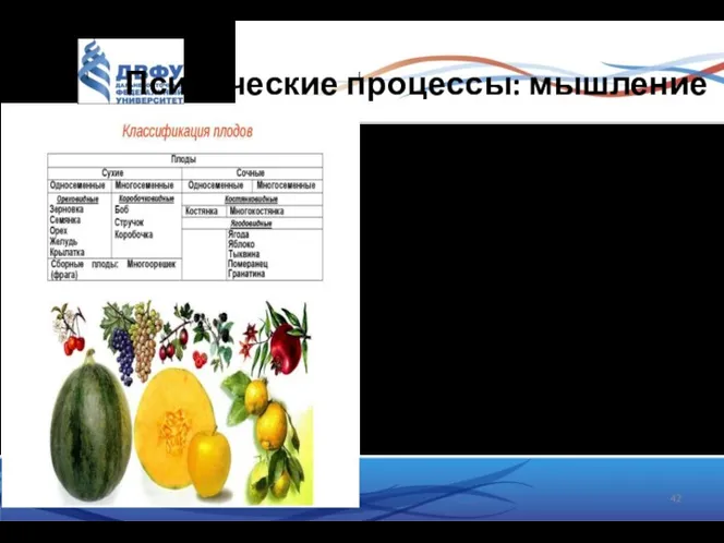 Психические процессы: мышление Классификацией называется подведение отдельных предметов или явлений