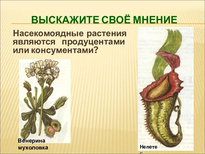 ВЫСКАЖИТЕ СВОЁ МНЕНИЕ Насекомоядные растения являются продуцентами или консументами? Венерина мухоловка Непетес