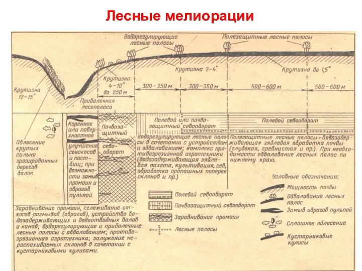 Лесные мелиорации