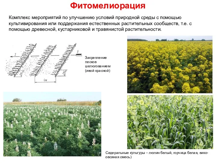 Фитомелиорация Закрепление песков шелюгованием (ивой красной) Комплекс мероприятий по улучшению