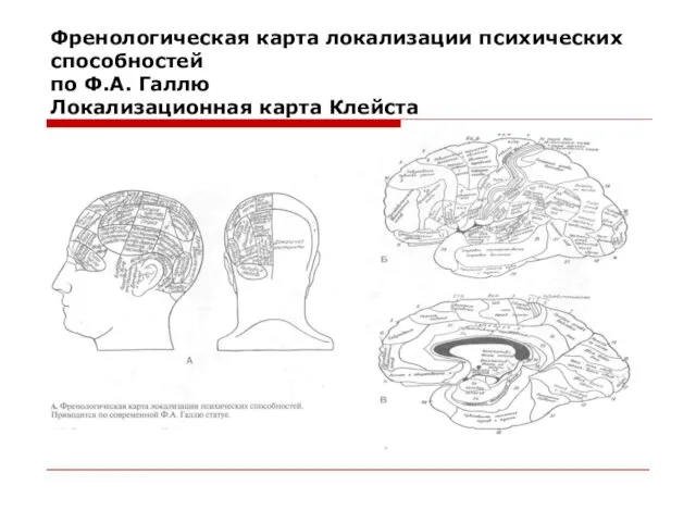 Френологическая карта локализации психических способностей по Ф.А. Галлю Локализационная карта Клейста