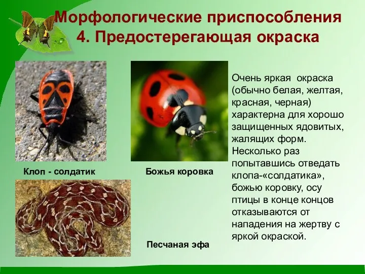 Очень яркая окраска (обычно белая, желтая, красная, черная) характерна для