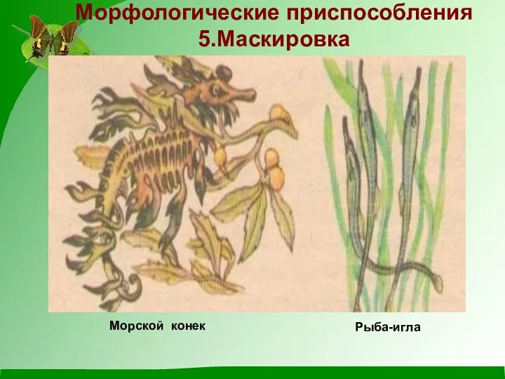 Морской конек Рыба-игла Морфологические приспособления 5.Маскировка