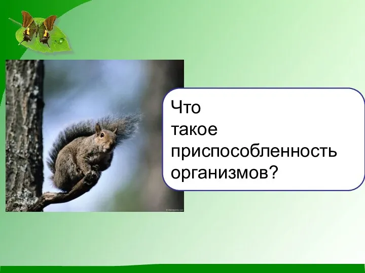 Что такое приспособленность организмов?