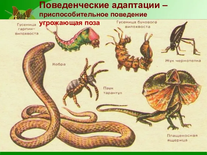 Поведенческие адаптации –приспособительное поведение угрожающая поза