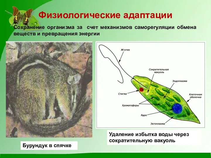 Бурундук в спячке Физиологические адаптации Сохранение организма за счет механизмов