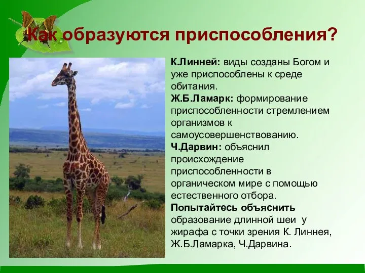 Как образуются приспособления? К.Линней: виды созданы Богом и уже приспособлены