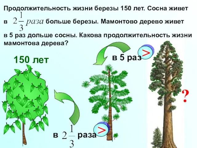 Продолжительность жизни березы 150 лет. Сосна живет в больше березы.