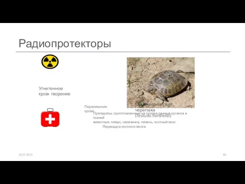 Радиопротекторы Среднеазиатская черепаха (Testudo horsfieldi) 26.05.2022 Угнетенное кроветворение Переливание крови Пересадка костного мозга
