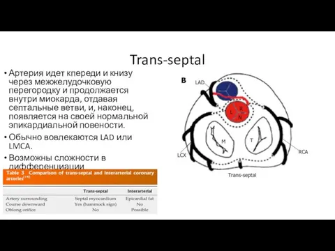 Trans-septal Артерия идет кпереди и книзу через межжелудочковую перегородку и продолжается внутри миокарда,