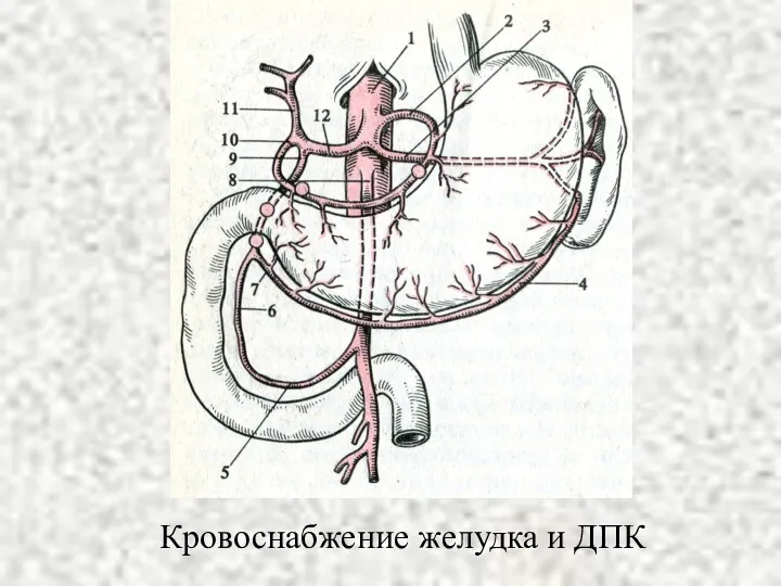 Кровоснабжение желудка и ДПК