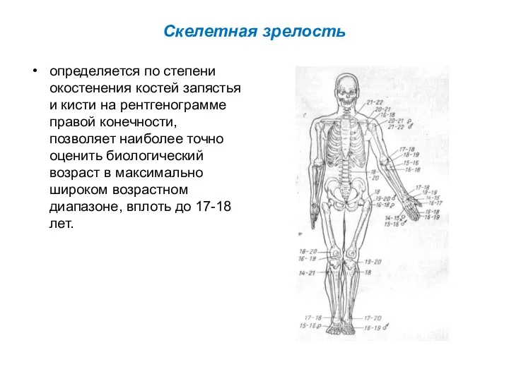 Скелетная зрелость определяется по степени окостенения костей запястья и кисти