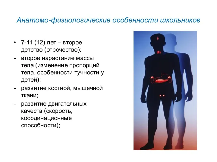 Анатомо-физиологические особенности школьников 7-11 (12) лет – второе детство (отрочество):