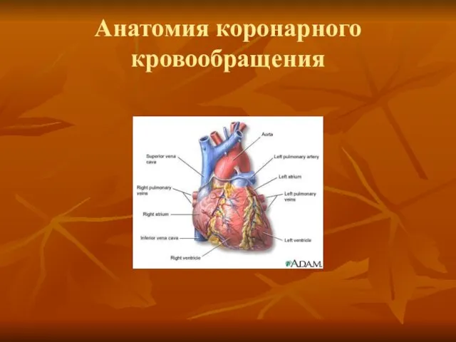 Анатомия коронарного кровообращения