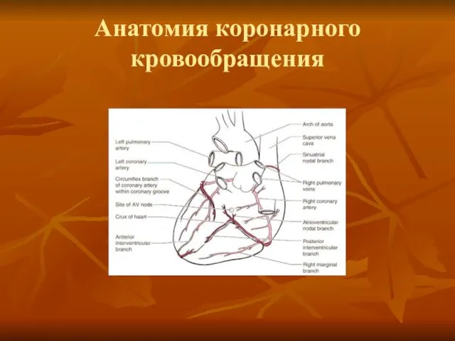 Анатомия коронарного кровообращения