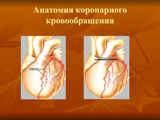 Анатомия коронарного кровообращения