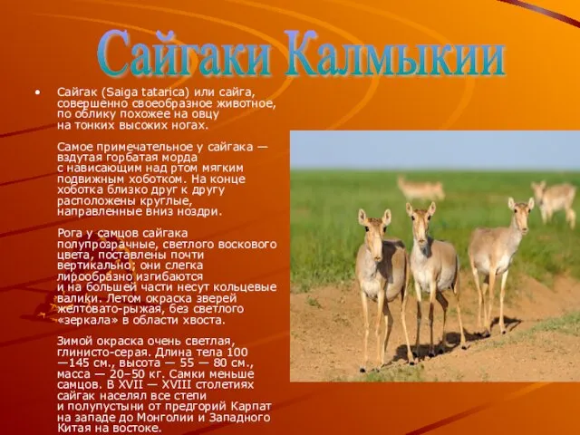 Сайгак (Saiga tatarica) или сайга, совершенно своеобразное животное, по облику