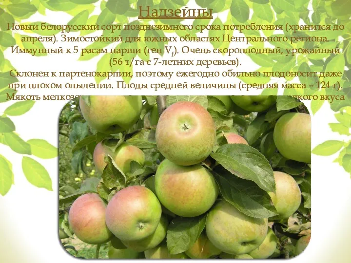 Надзейны Новый белорусский сорт позднезимнего срока потребления (хранится до апреля).