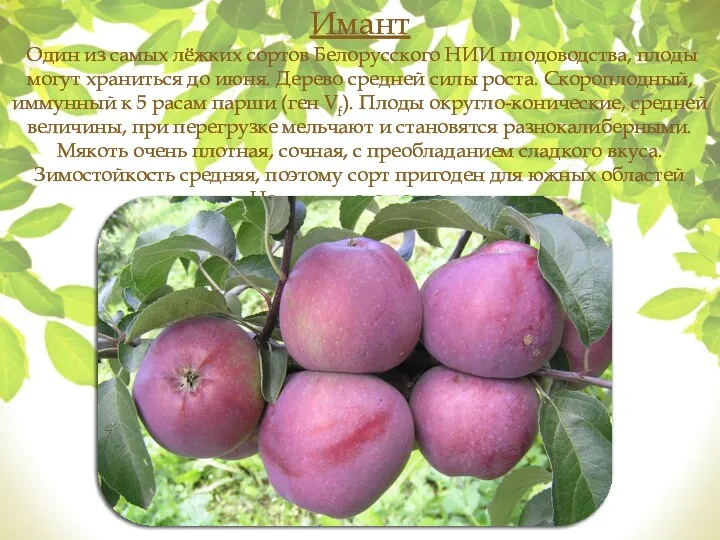 Имант Один из самых лёжких сортов Белорусского НИИ плодоводства, плоды