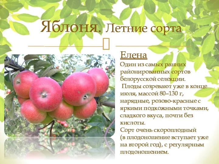 Елена Один из самых ранних районированных сортов белорусской селекции. Плоды