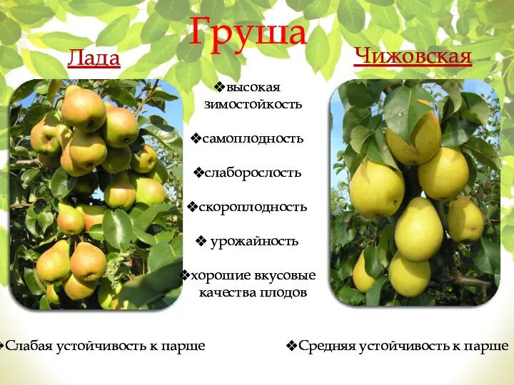 Лада Груша Чижовская высокая зимостойкость самоплодность слаборослость скороплодность урожайность хорошие