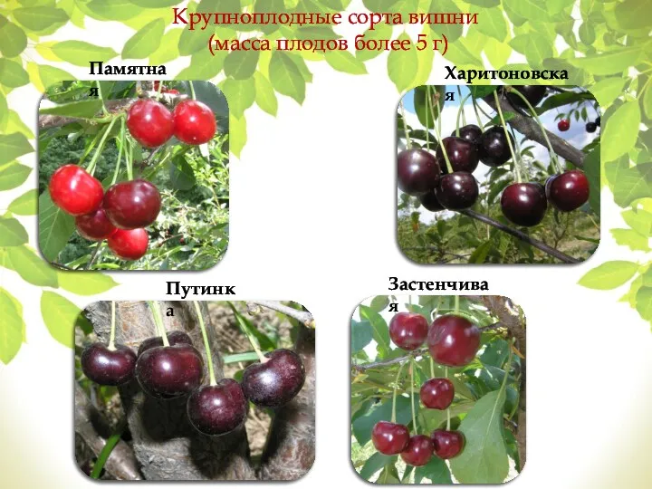 Крупноплодные сорта вишни (масса плодов более 5 г) Харитоновская Застенчивая Памятная Путинка