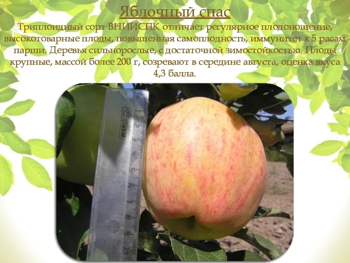 Яблочный спас Триплоидный сорт ВНИИСПК отличает регулярное плодоношение, высокотоварные плоды,