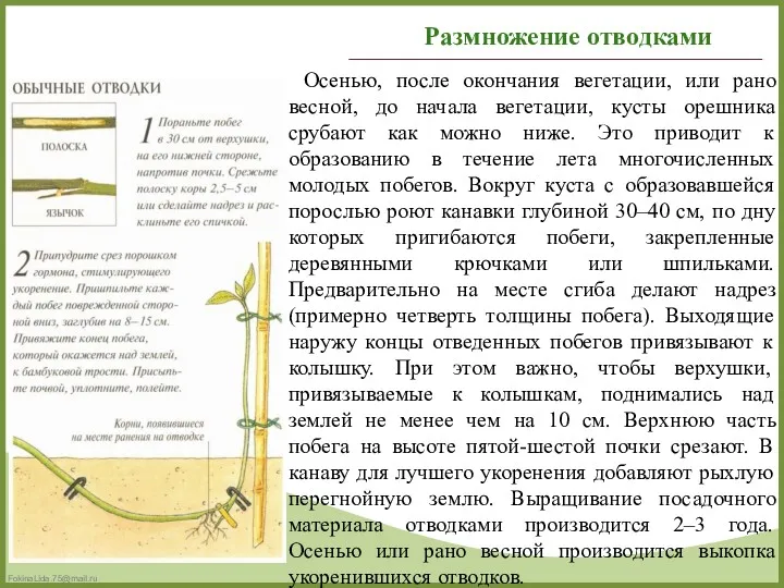 Осенью, после окончания вегетации, или рано весной, до начала вегетации,