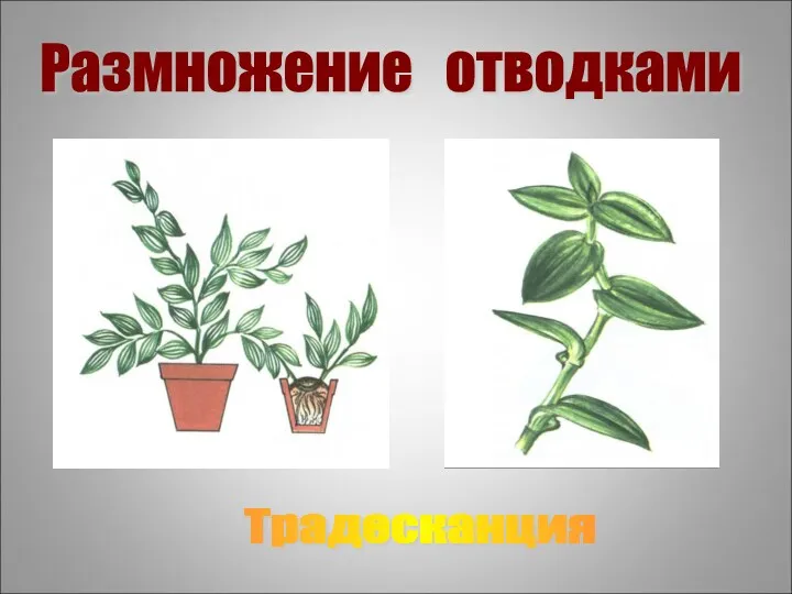 Размножение отводками Традесканция