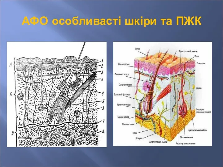 АФО особливасті шкіри та ПЖК