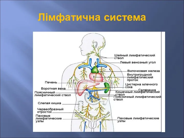 Лімфатична система