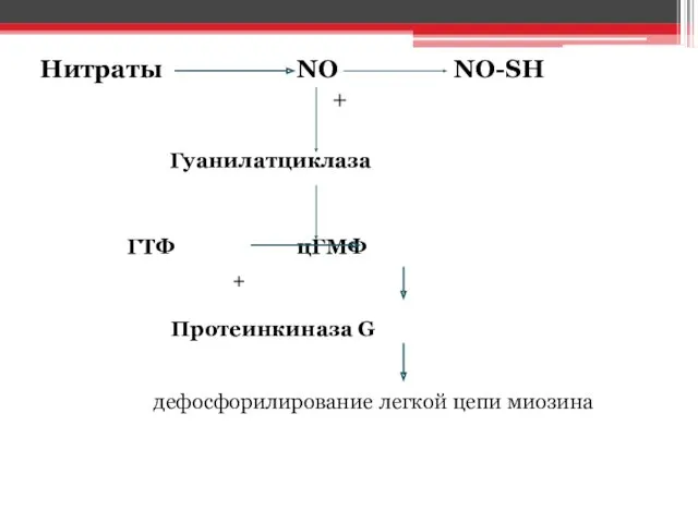 Нитраты NO NO-SH + Гуанилатциклаза ГТФ цГМФ + Протеинкиназа G дефосфорилирование легкой цепи миозина