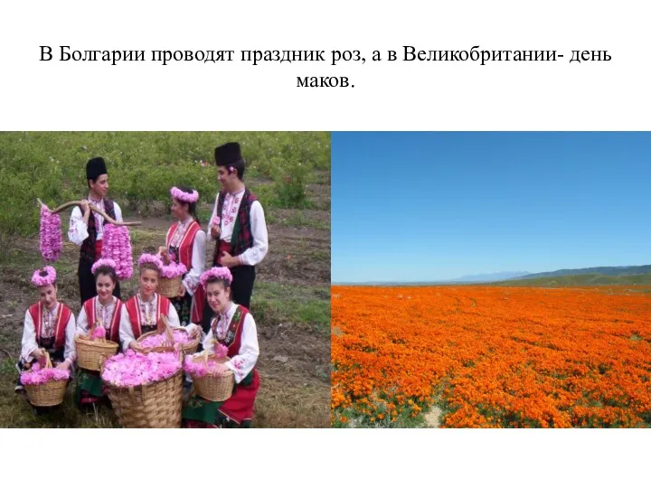 В Болгарии проводят праздник роз, а в Великобритании- день маков.