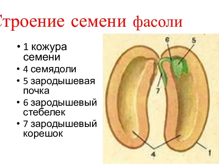Строение семени фасоли 1 кожура семени 4 семядоли 5 зародышевая