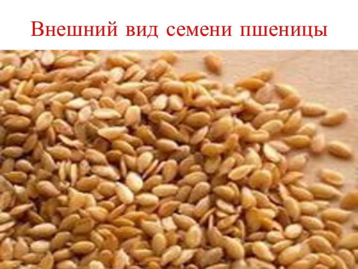 Внешний вид семени пшеницы