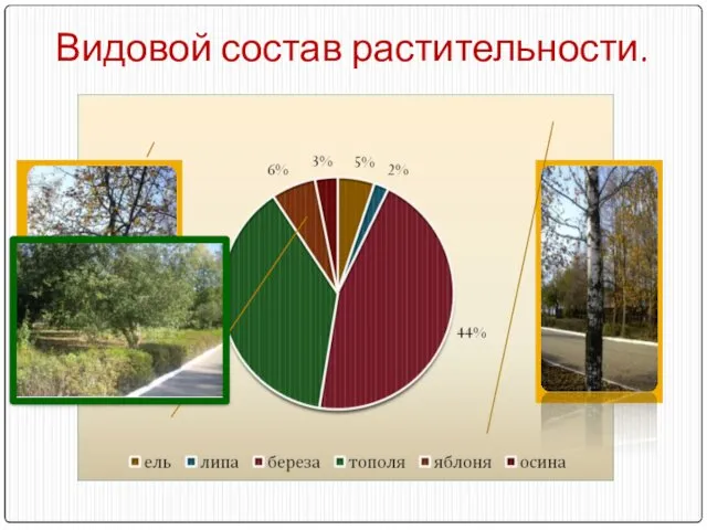 Видовой состав растительности.