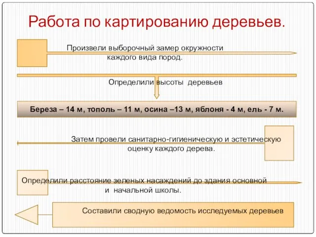 Работа по картированию деревьев. Произвели выборочный замер окружности каждого вида пород. Определили высоты