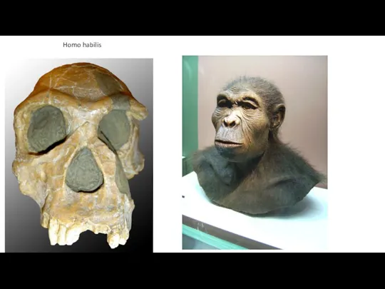 Homo habilis